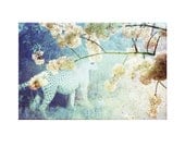 Cheetah - Flora and Fauna Series . 8x10 Print