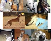 SueBero's Many Moods of Greyhounds II Notecards Set of 8 w/envs