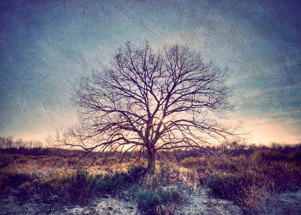 Winter forest photography, Nature photography, Landscape photography, Tree photography, Fine Art Photography,  8x10(20X25 cm)