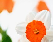 Flower photography, orange daffodil, wall decor, color block, lemon yellow, tango tangerine, spring green, wall art, 8x10 photograph