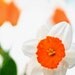 Flower photography, orange daffodil, wall decor, color block, lemon yellow, tango tangerine, spring green, wall art, 8x10 photograph