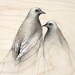 Dove Drawing Pencil Art Sketch Reproduction Print
