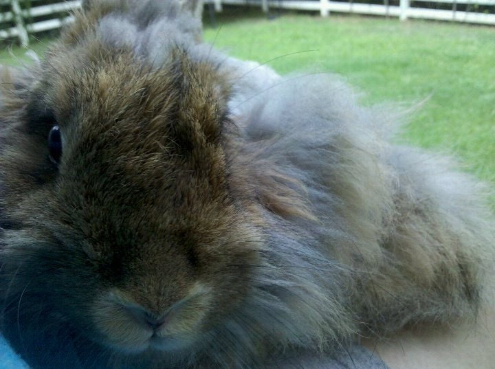 gallon sized zip lock bag FILLED with my chestnut agouti angora bunny's fur