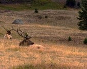 Elk Photos -Wildlife Photography -Rocky Mountain National Park -Cabin Decor -Colorado Fine Art Photography -11x16 Print