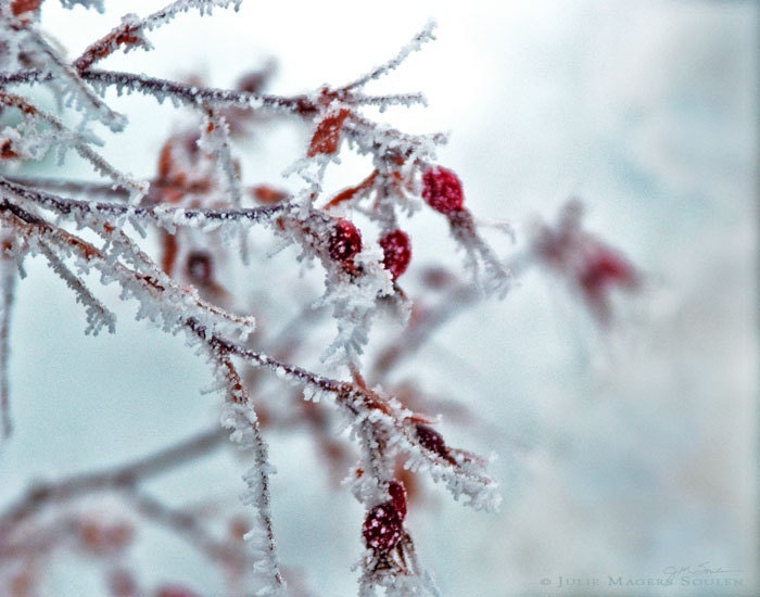 Nature Photography -Home Garden Pictures -Rose Hip -8x10 Print -Winter Photography -Flower Photography -Colorado Fine Art Photography