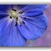 Flower Note Card Set -Colorado Cards -Blank Note Card Set -Greeting Card Set -Wildflowers -Birthday Invitation -Blank Card Set of 6