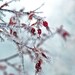 Nature Photography -Home Garden Pictures -Rose Hip -8x10 Print -Winter Photography -Flower Photography -Colorado Fine Art Photography