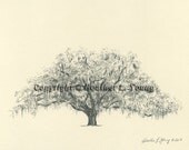 Savannah Candler Live Oak Tree Pen and Ink Sketch