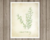 Rosemary - art print