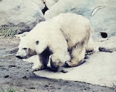 Animal Photography, White, Baby Animal, Grey, Kids Room, Cold, Cute, Small Animal - Baby Polar Bear (8x10) Fine Art Print