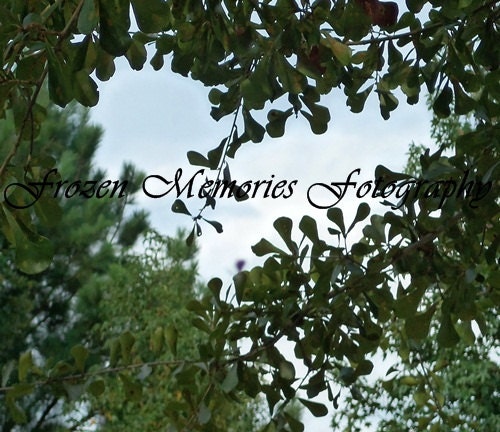 Heart  in a Tree  - Photo