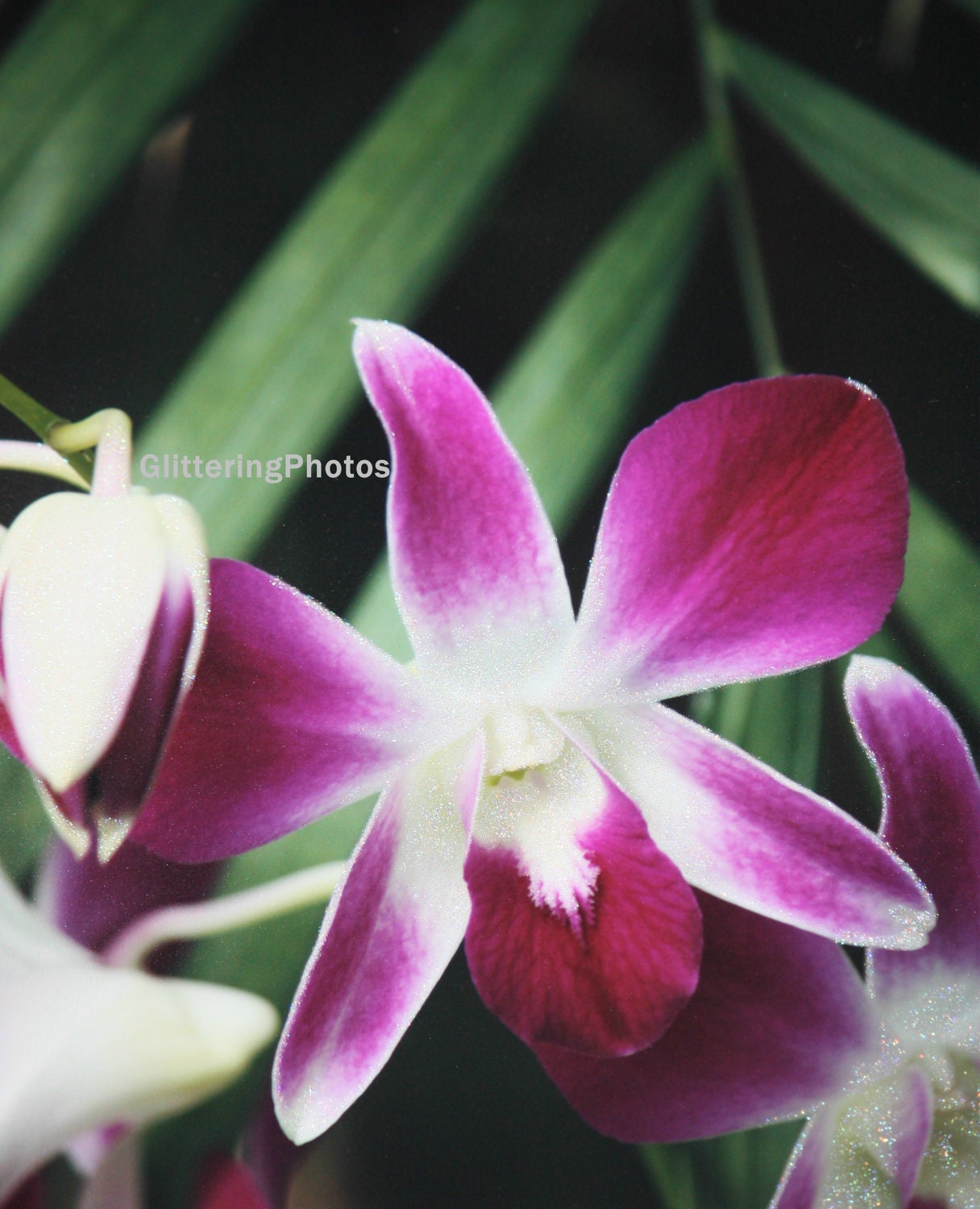 Blooming Deep Pink Orchid Fine Art Photography Print Glossy OOAK