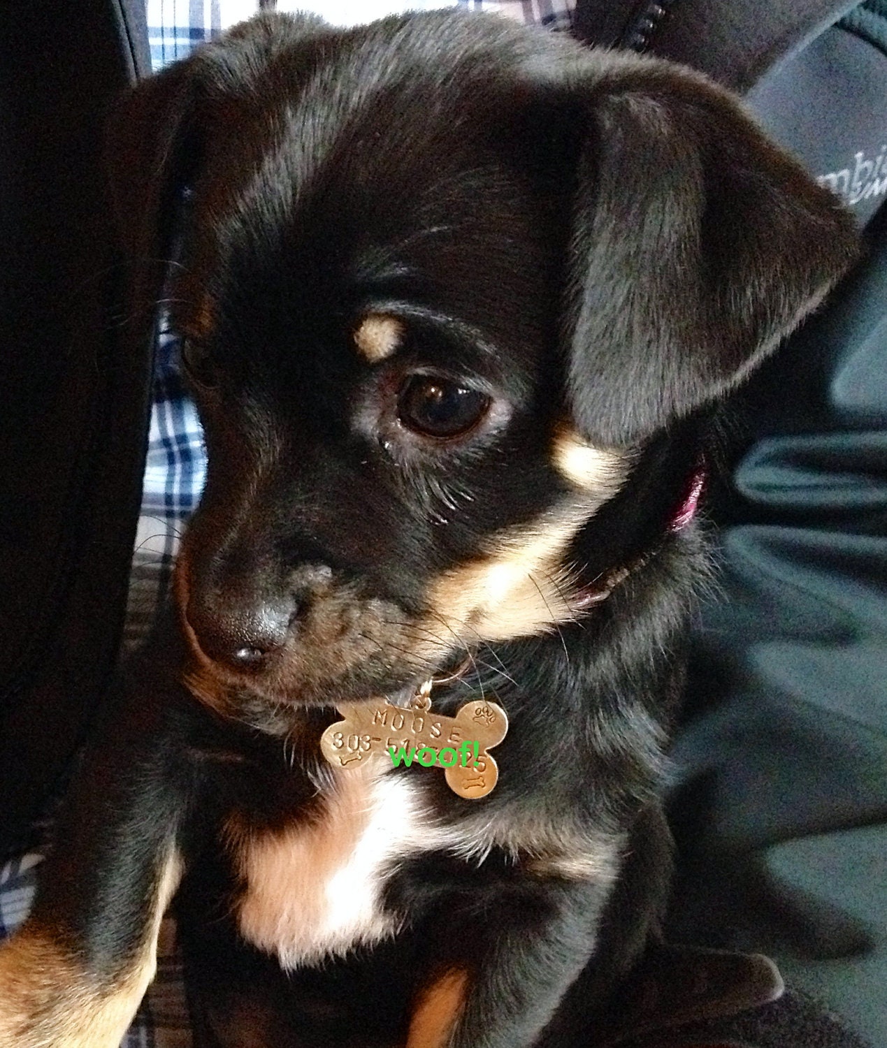 Hand stamped dog tag bone shape with name and phone number 19x32mm copper brass or nickel