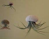 Tillandsia Air Plant Hanging Sea Urchin, Sea Shell Living Ornament, Ready for Gifting