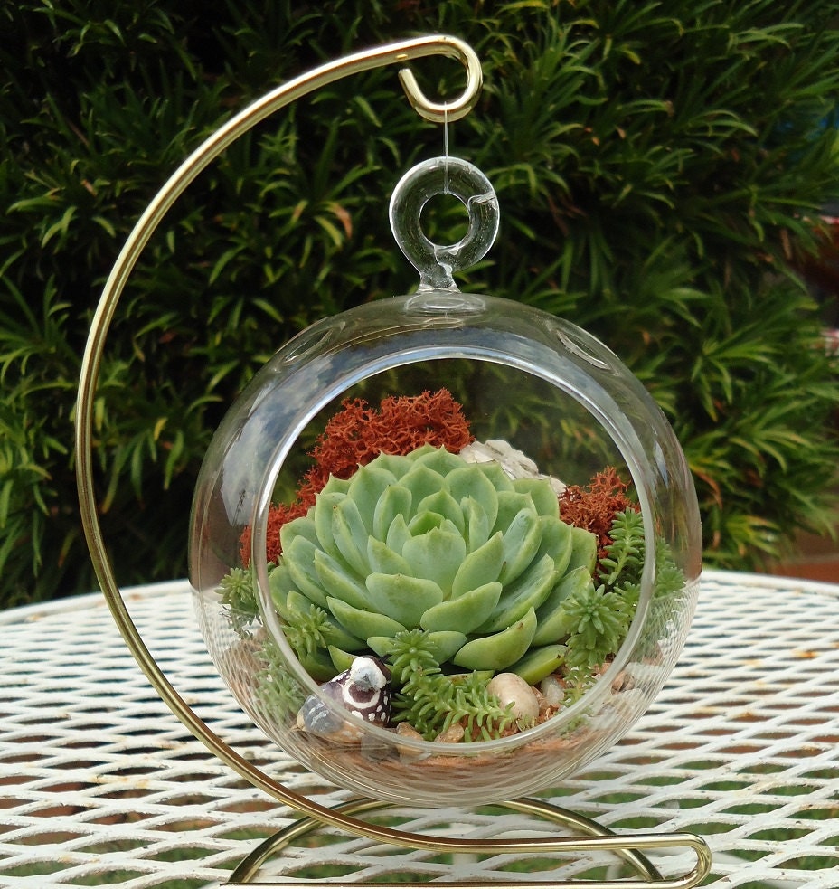 SALE Budget-Priced California Quail Colorful Succulent Terrarium Garden Hanging DIY Kit with Gift Box and FREE Stand