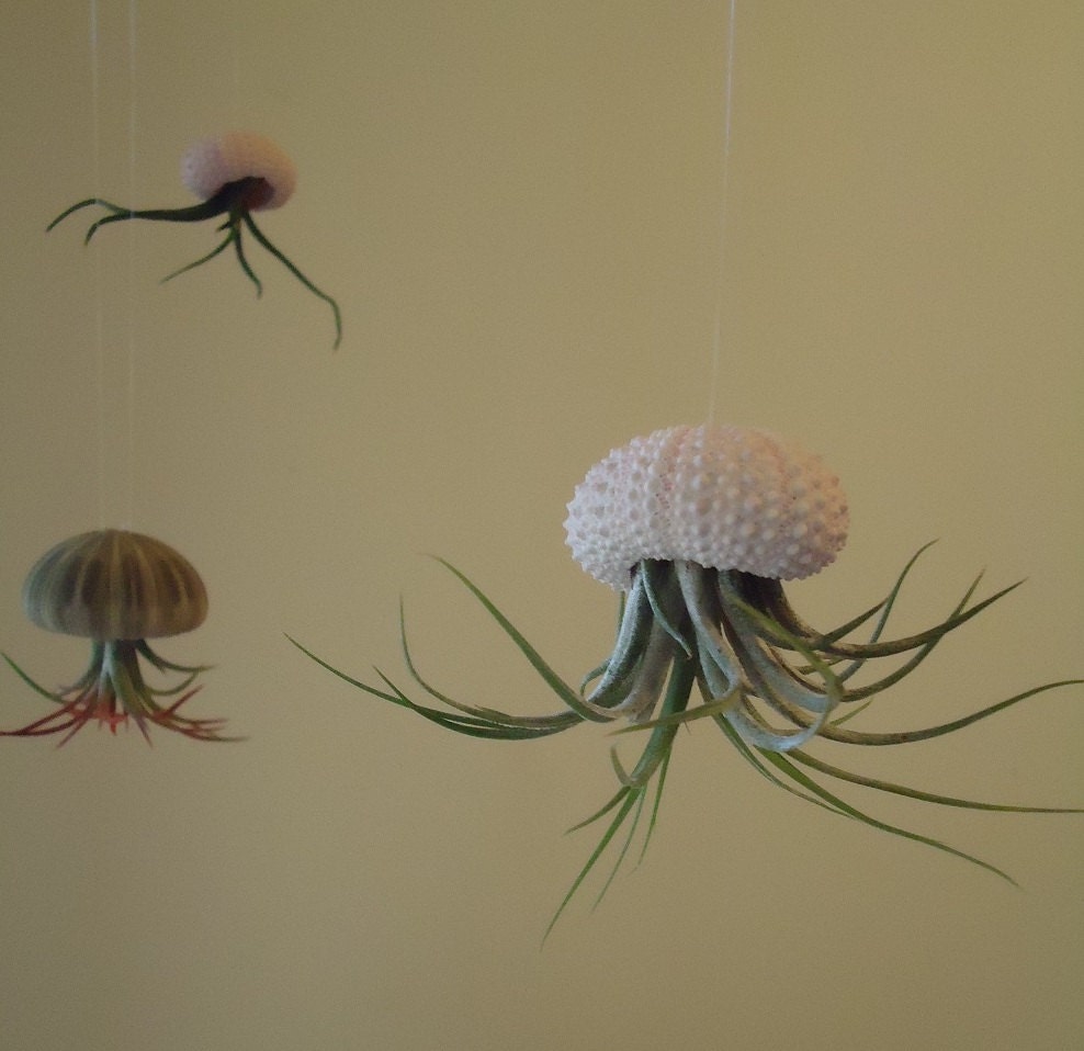 Tillandsia Air Plant Hanging Sea Urchin, Sea Shell Living Ornament, Ready for Gifting