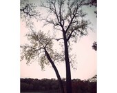 Tree No. 3 - 8x12 Original Signed Fine Art Photograph - Tree Photo - Sunset Photo