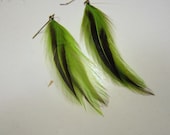 Lime green badger feather earrings