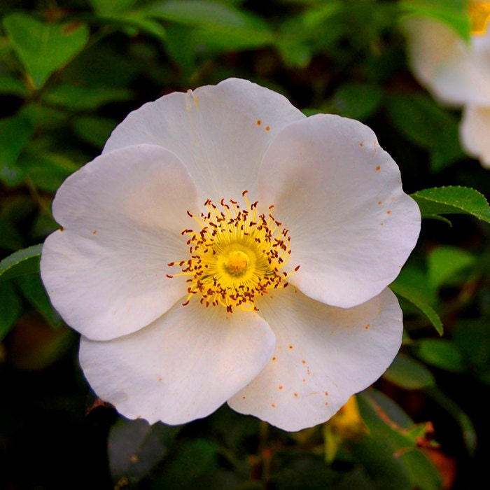 SALE - 8 x 8 Wood Mounted Good Morning, Glory - White Flower - White Bloom - Fine Art Photograph by Kelly Warren