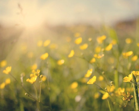 Nature Photography Summer yellow flowers, citrine, sunflare, sun, buttercups, glow glowing, green, bright, gold golden - Fine Art Photograph