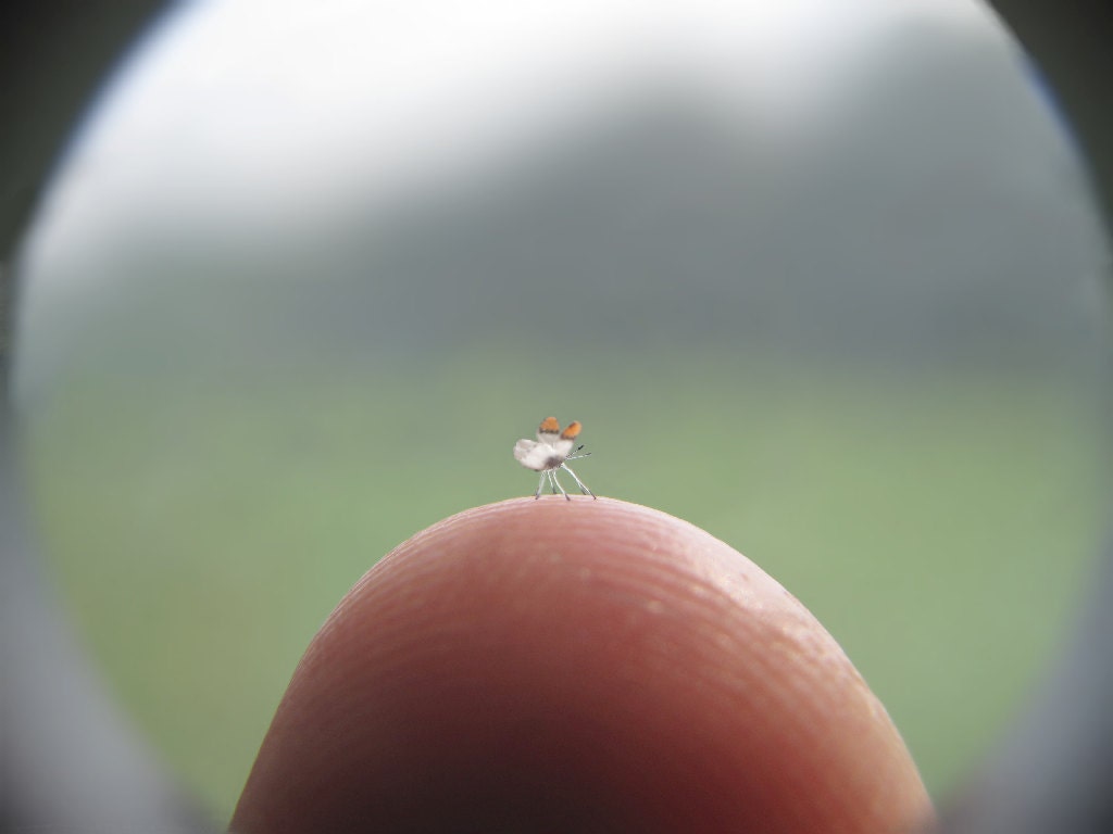 Still-Life Sara Orange Tip Butterfly in Dollhouse Miniature Scale - 1/16" Wingspan