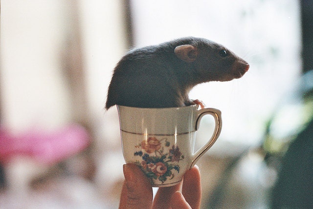 meadow espresso