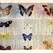 Dreamy Natural History Print - Insect Collection Photo "The Butterfly Collector" Upcycled Dictionary Book Print - Recycled Salvaged Art