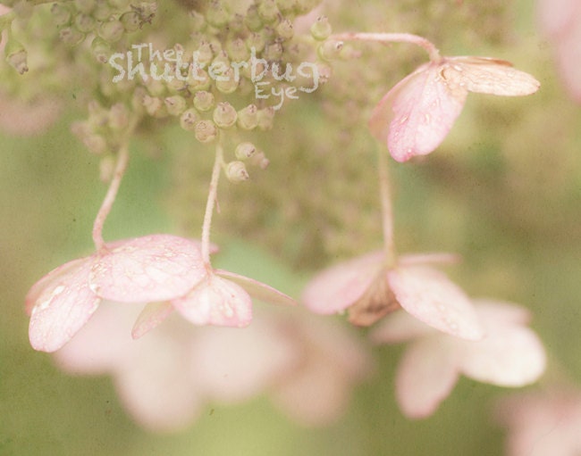 Nature Photograph, Soft Pink, Cedar Green, Fine Art Photography Print, 8x10 Dreamy Home Decor
