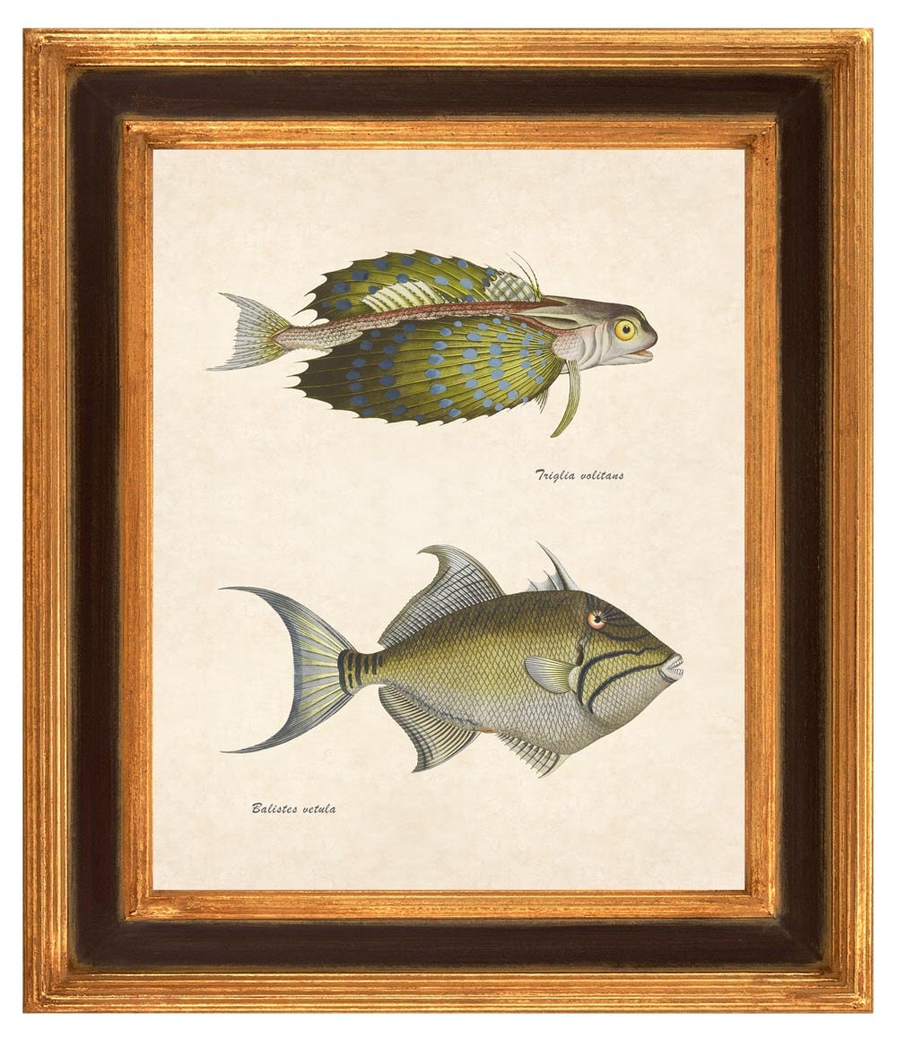 Antique Fishes illustration Print, Natural history print, vintage illustration  Print 8x10m Collage Print, decorative arts, shabby chic
