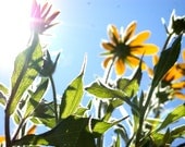 Organic Seeds, Flower Seeds, Rudbeckia seeds, heirloom seeds from our farm in handmade seed packets, summer garden