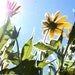 Organic Seeds, Flower Seeds, Rudbeckia seeds, heirloom seeds from our farm in handmade seed packets