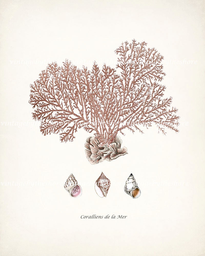 Sea Coral and Shells Collage Print -Natural History Beach Style Illustration No 2 8x10