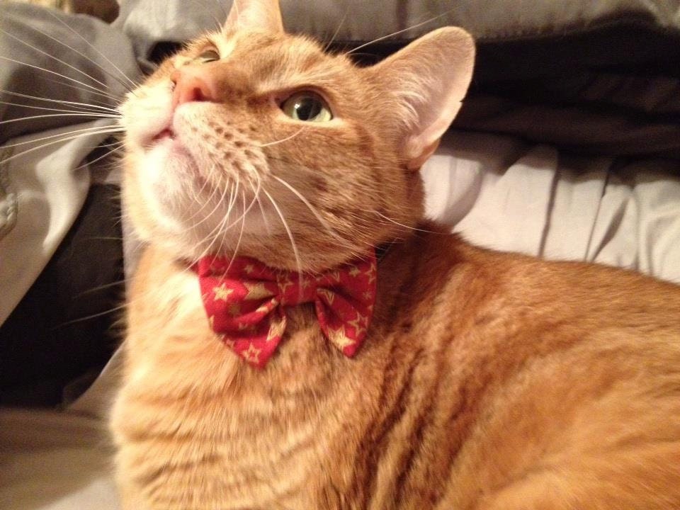 Cat Bow Tie Collar