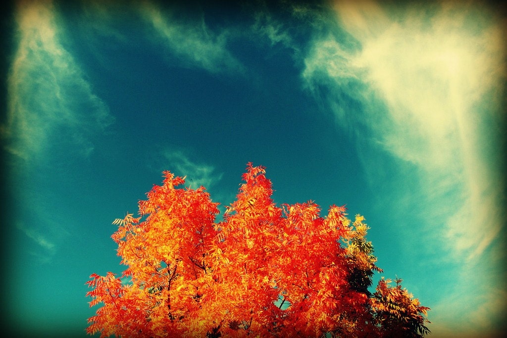 Perfect Fall Photograph 16x20 - autumn color tree leaves red orange blue clouds peaceful art print home decor