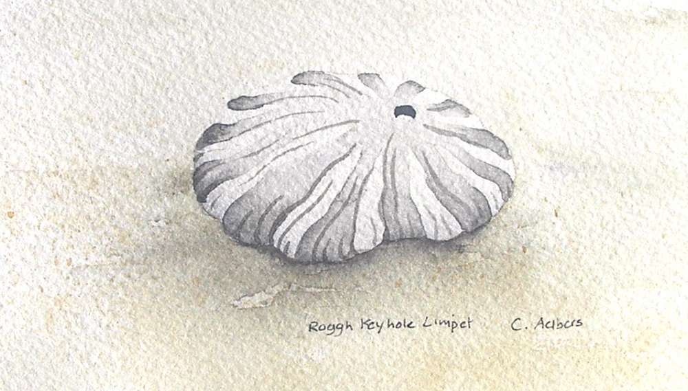 Seashells Beach Decor Handpainted Original Watercolor Painting Art Card