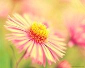 Pastel Autumn 8x10 (20x25cm) Romantic Flower Photography - floral decorative home decor adorable shabby chic pastel pink yellow