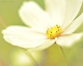 30% off  Vintage Inspired Floral Wall Decor photograph 8x10 (20x25cm) schabby chic home decor nature photography romantic wall art