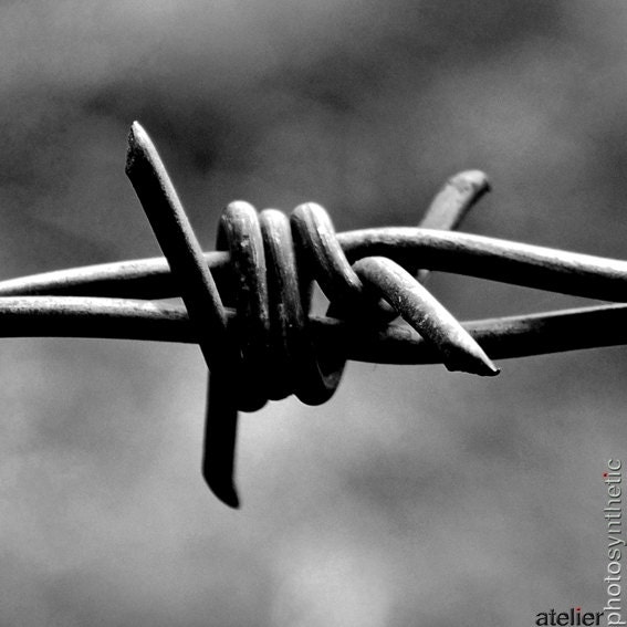 Barb Wire Close Up - 24x16 Fine Art Photo Print - Signed Limited Edition