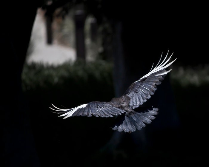 Fairy Tale, White Crow, Leucistic Crow, Bird Art Print Photograph, Fine Art Photography - susieloucks