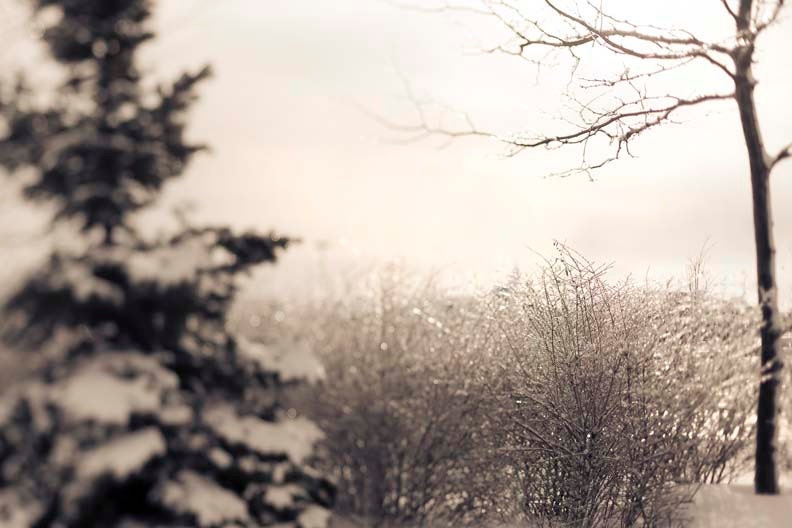 Winter photography, minimalist, snow, alpine, trees, ivory, cream, monochrome, holiday decor, white, 8x10
