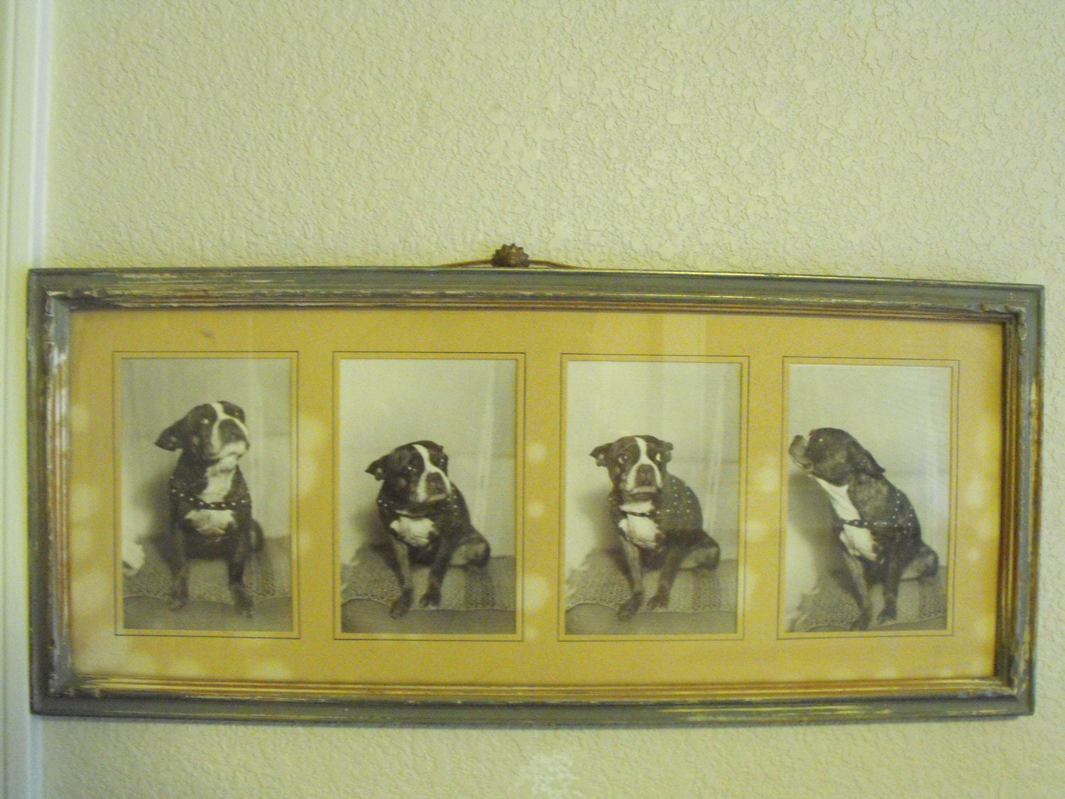 Vintage framed Boston Terrier photographs