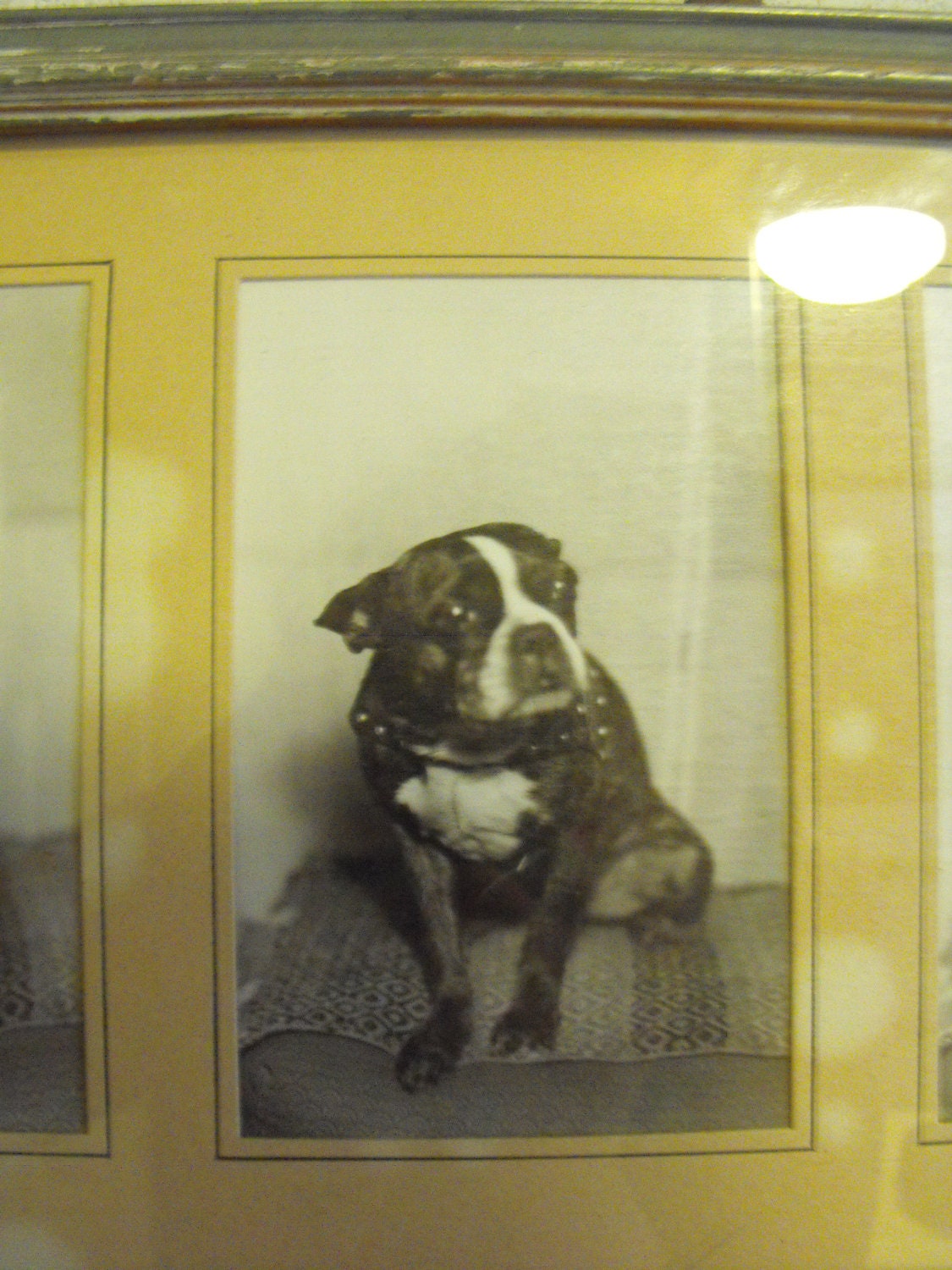 Vintage framed Boston Terrier photographs