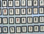 Darwin's Feather Collection - 25 Original Watercolor Feather Studies
