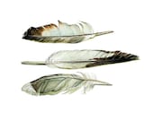 Shore Bird Feathers Archival Quality Print - Based on the Original Watercolor