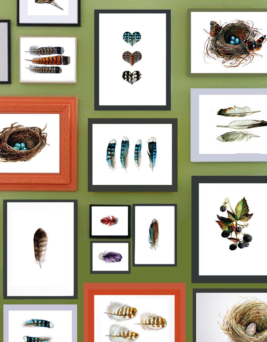 Hawks, Mallards, Blue Jays and Grouse Feathers - Instant Collection of Archival Prints
