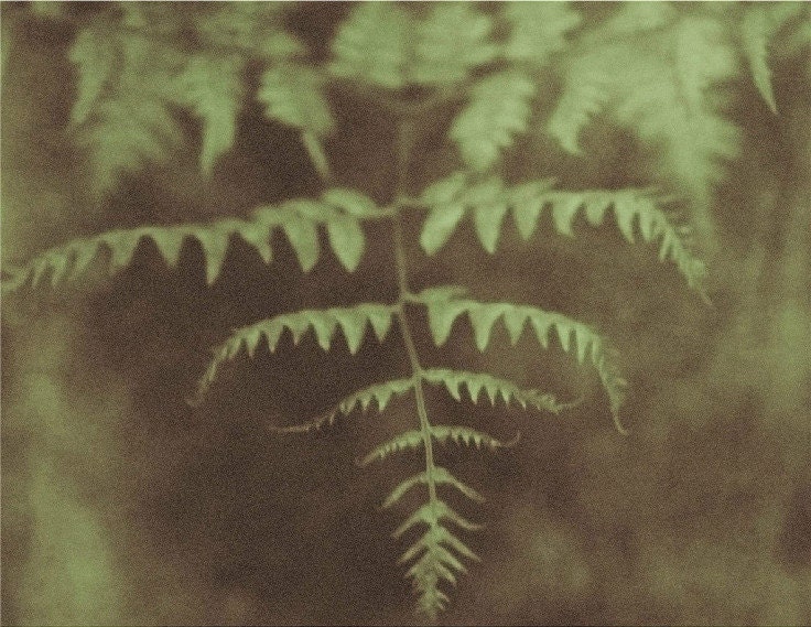 Fern 5X7 macro photography, nature print, poetic, delicate, fine art, wall decor