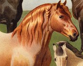 1897 Gorgeous HORSE lithograph, horses of different breeds, white, brown, and black in the field,  original antique 115 years old fine print