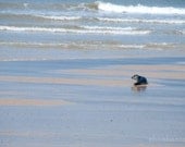 Isolation 8x12 Fine art photography print, nature, wildlife, seals, sea lions