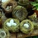 Made to Order - Hand-spun Nests For Your Special Eggs