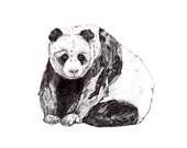 Panda // A4 print